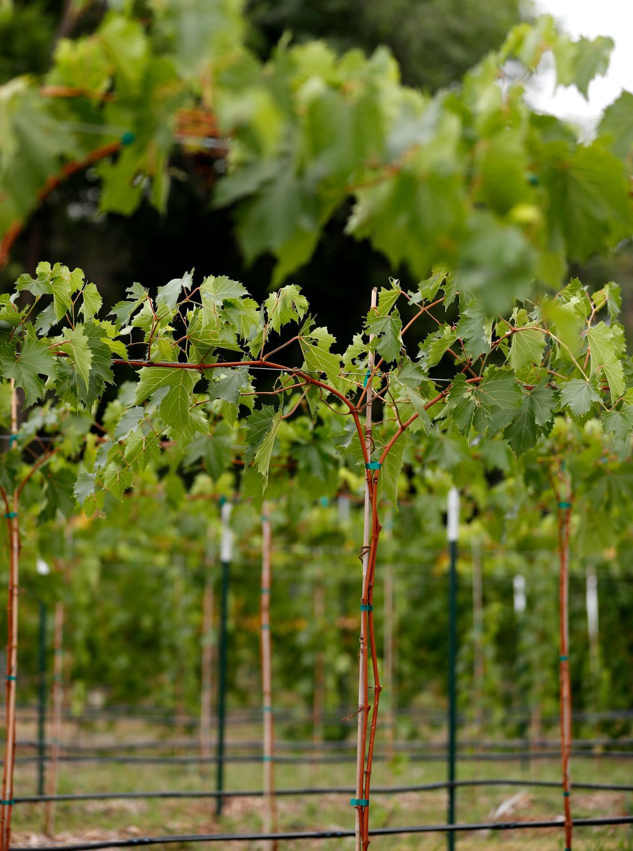 Laurel vineyard